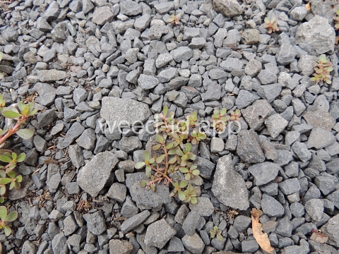 purslane, common